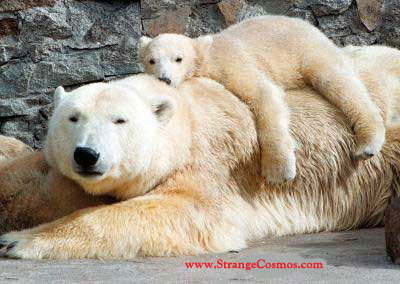 ours blanc et son petit 