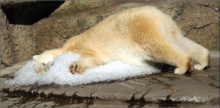 ours polaire dormir