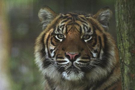 tigre