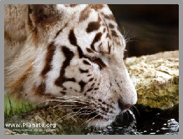 tigre blanc qui boit