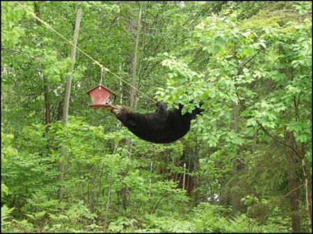 ours noir