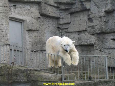 ours tranquille