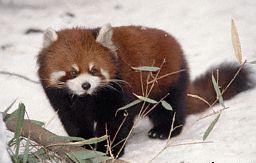 panda roux