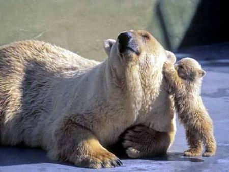 nounours qui gratte sa maman