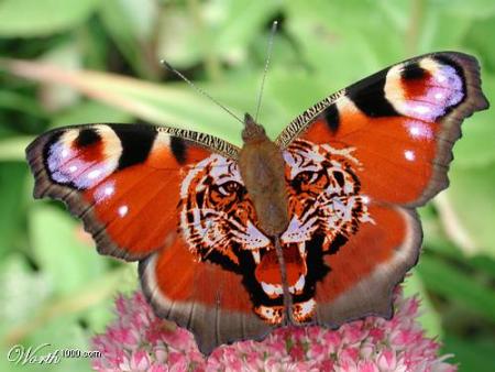 papillon 