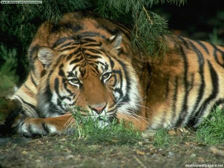 tigre sous un sapin