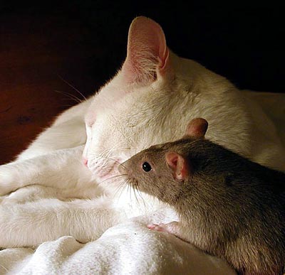 cat and mouse 