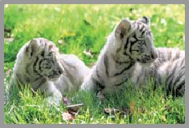petits tigres
