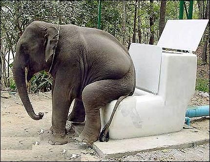 éléphant sur des toilettes