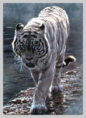 tigre blanc rivière