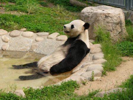 panda relax