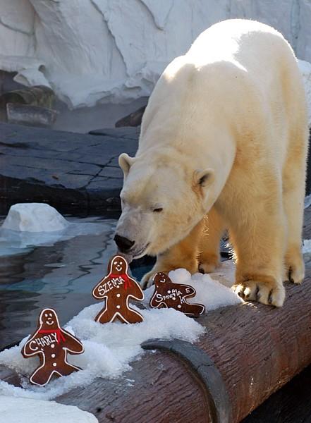 ours blanc