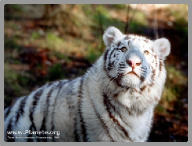 beautiful tiger white