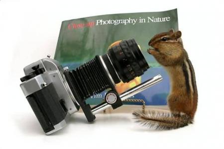 un écureil photo génique