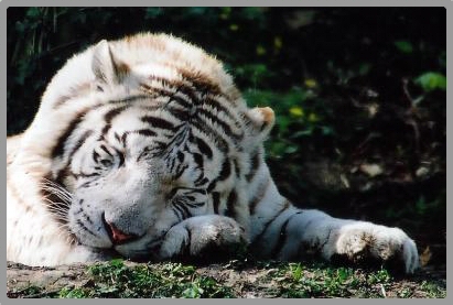 tigre blanc au dodo