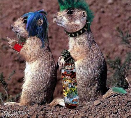 marmotte punk