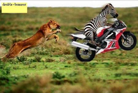 zèbre sur moto