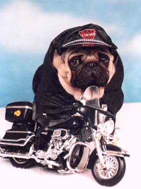 chien motard