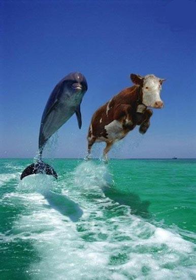 vache & dauphin