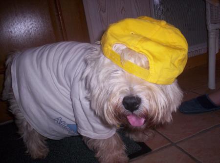 chien  100% cool
